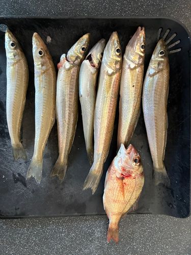 シロギスの釣果