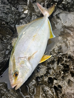 ネリゴの釣果