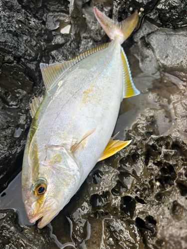 ネリゴの釣果