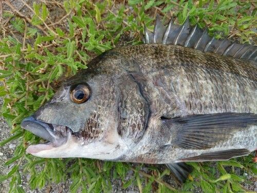チヌの釣果