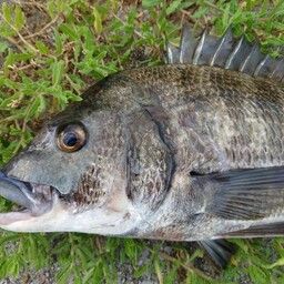 チヌ