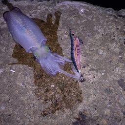 アオリイカ