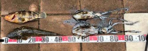 カンパチの釣果
