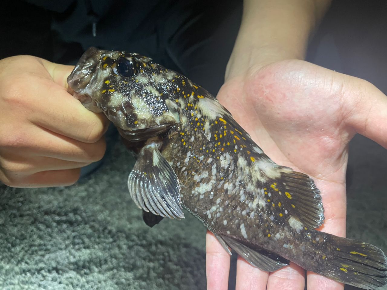 オウゴンムラソイ