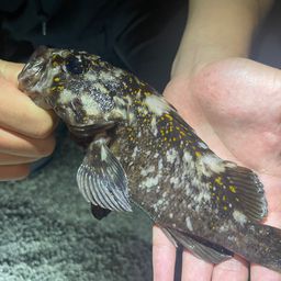 オウゴンムラソイ
