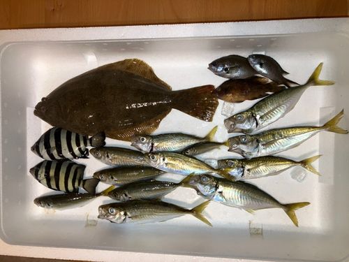 アジの釣果
