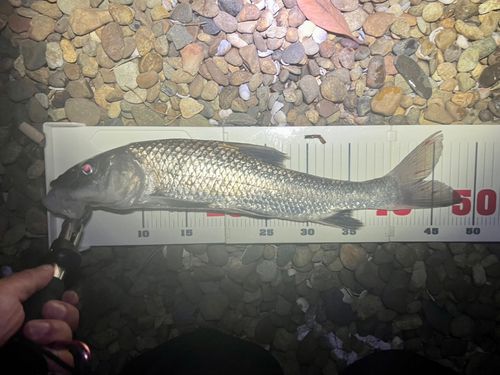 ニゴイの釣果