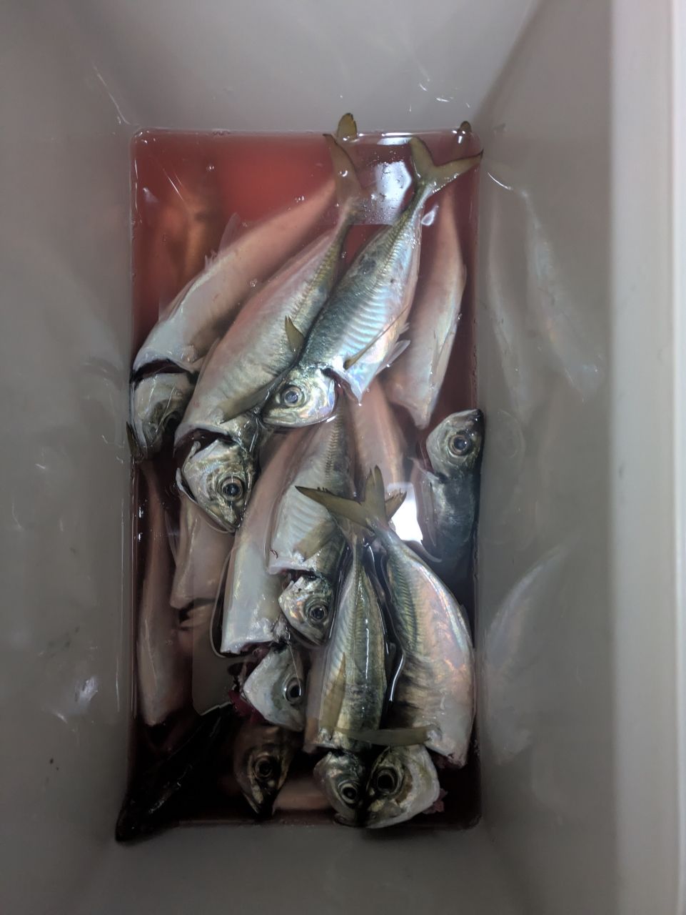 けいすけけいすけさんの釣果 1枚目の画像