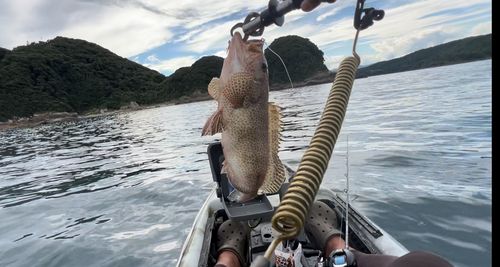 オオモンハタの釣果