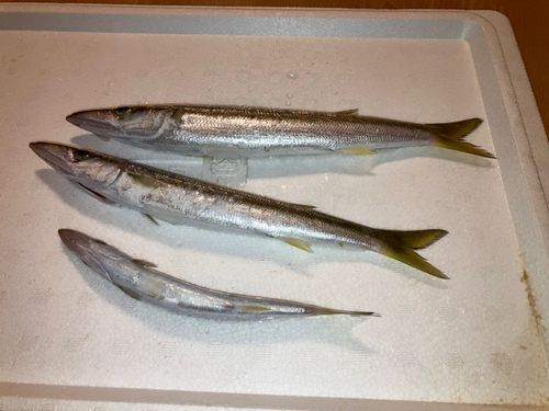カマスの釣果
