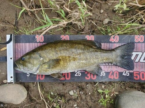 スモールマウスバスの釣果