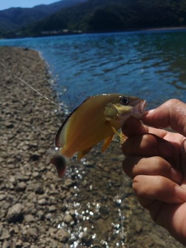 オキフエダイの釣果
