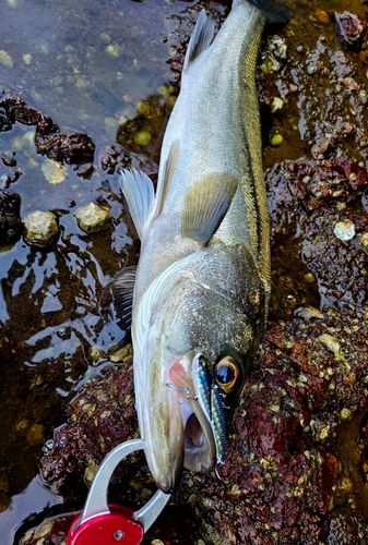 マルスズキの釣果