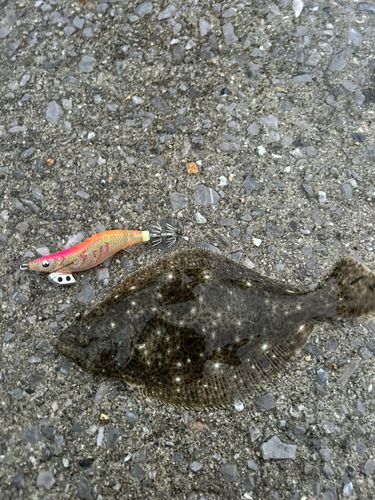ヒラメの釣果