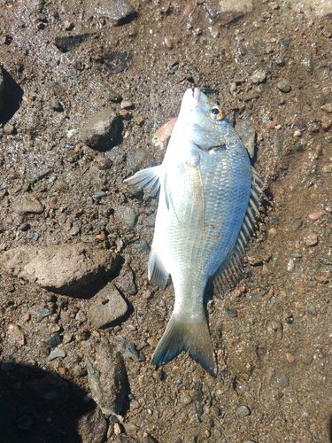 ミナミクロダイの釣果