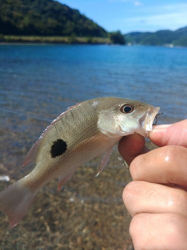 イッテンフエダイの釣果