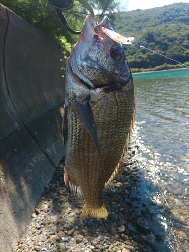 奄美大島