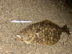 ヒラメの釣果