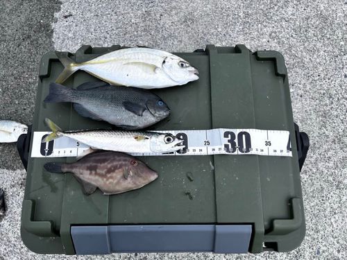 メジナの釣果