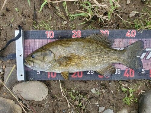 スモールマウスバスの釣果