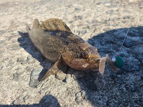 アイナメの釣果