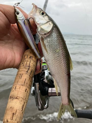ハスの釣果