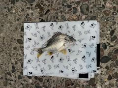 キビレの釣果