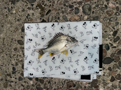 キビレの釣果