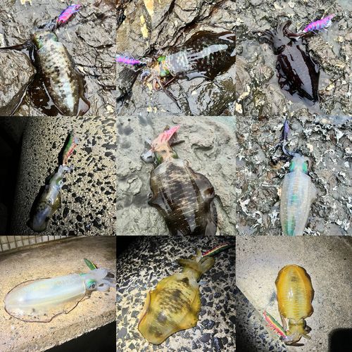 アオリイカの釣果