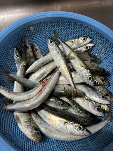 サバの釣果