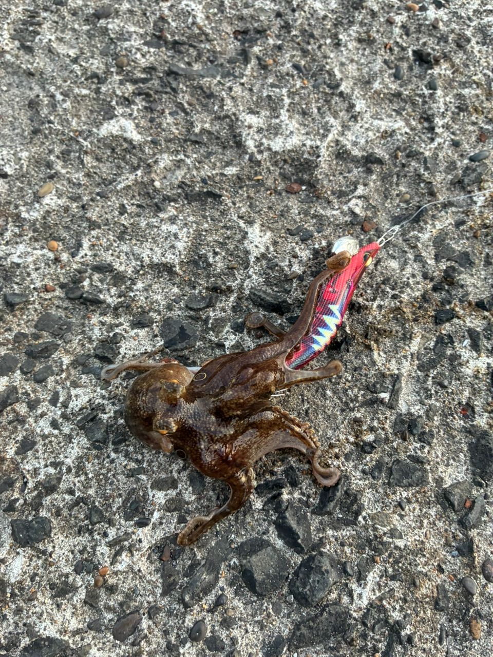 タコ