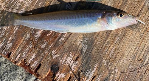 シロギスの釣果