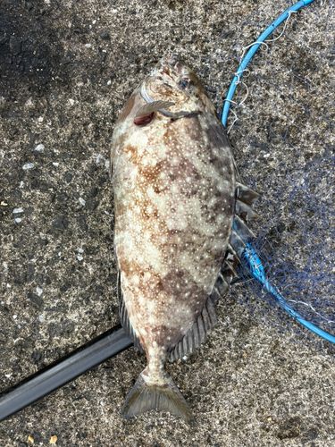 アイゴの釣果