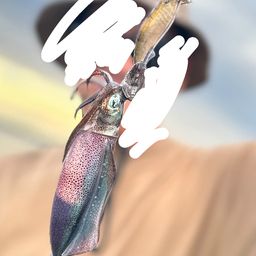 アオリイカ