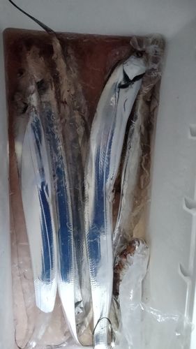 タチウオの釣果