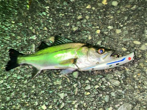 セイゴ（マルスズキ）の釣果