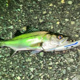 セイゴ（マルスズキ）