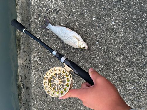 ワタカの釣果
