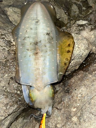アオリイカの釣果