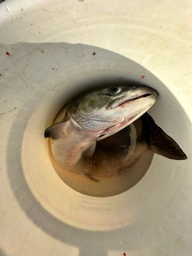 アキアジの釣果