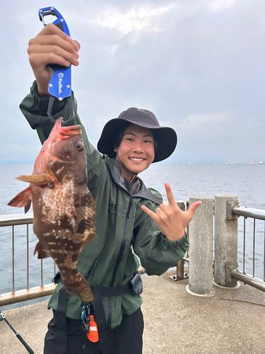 キジハタの釣果