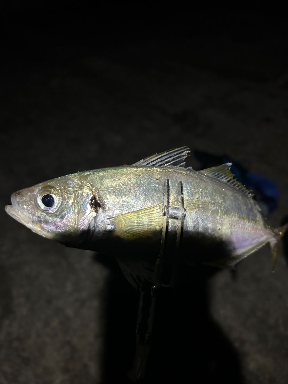 OLYMPIC 23コルト UX 23GCORUS-612L-HSの最安値・インプレ・釣果