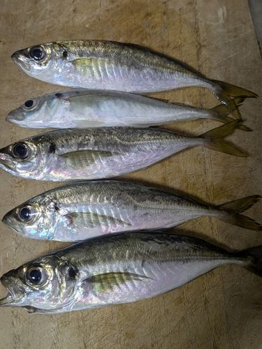 マアジの釣果