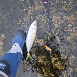 アジ