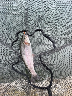 ニジマスの釣果