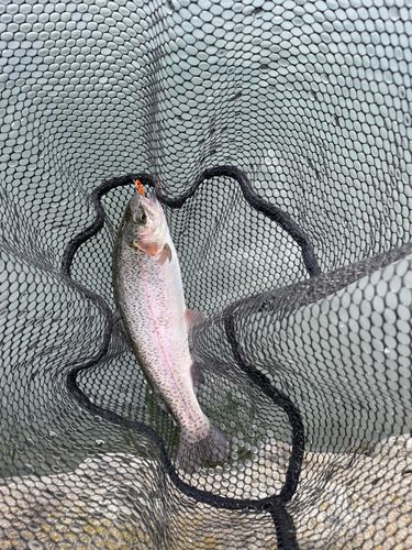 ニジマスの釣果