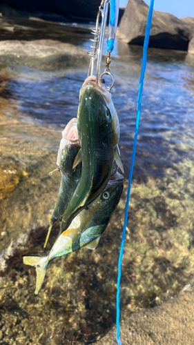 ショッコの釣果
