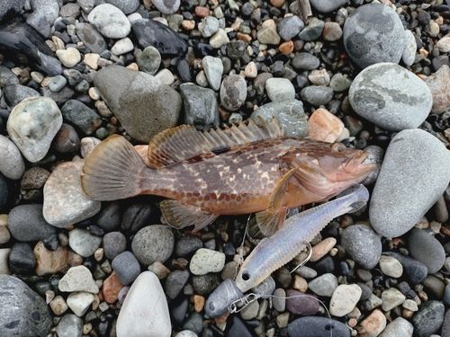 キジハタの釣果