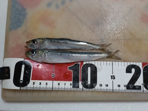 イワシの釣果