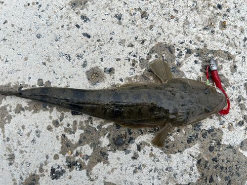 マゴチの釣果